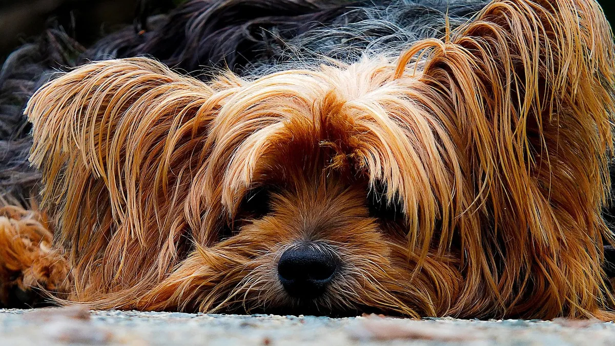Dog Gastritis: Home Care and When to See a Vet