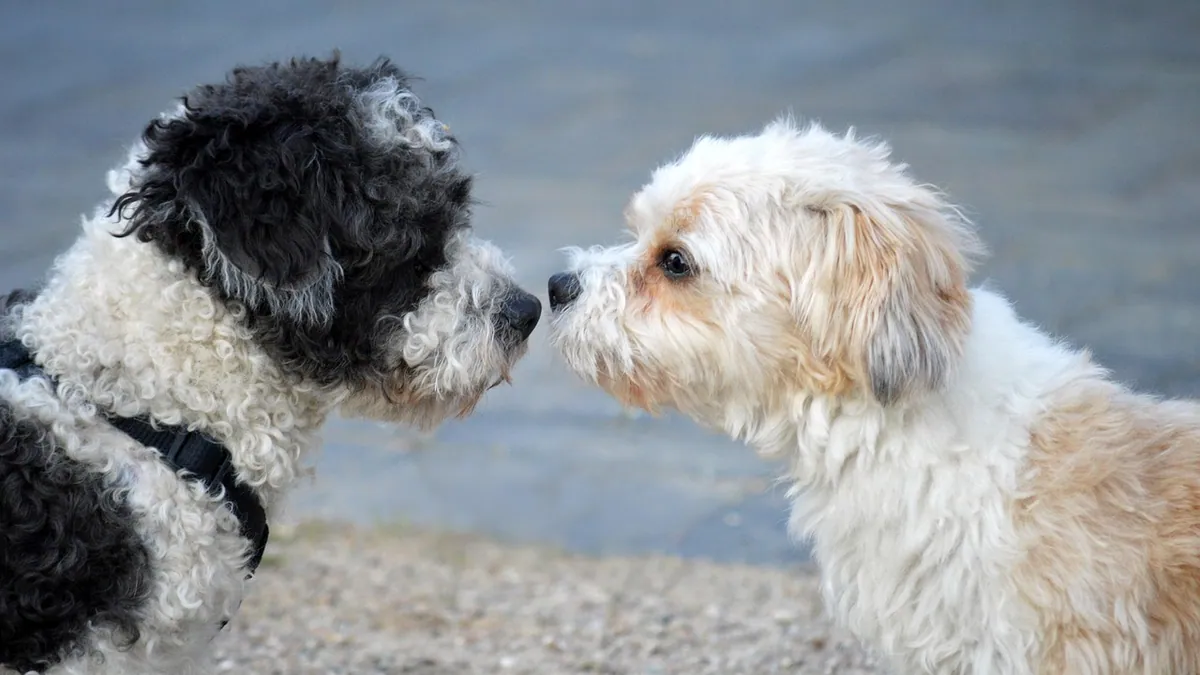 How to Help Your Dog Get Along With Other Dogs