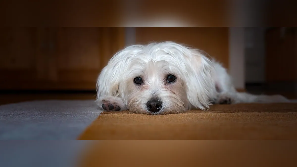 Why Does My Dog Keep Going Under the Bed?