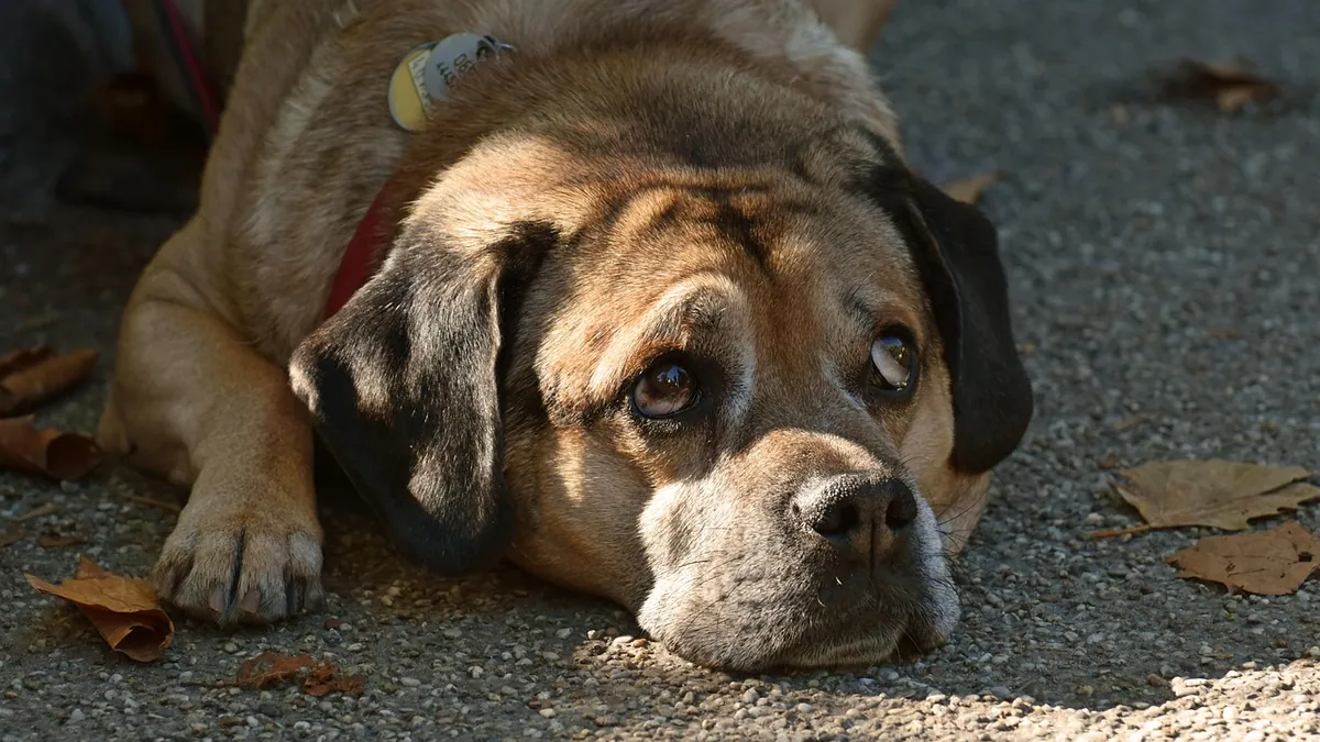 Growth on Your Dog's Leg or Foot: When to Get It Checked