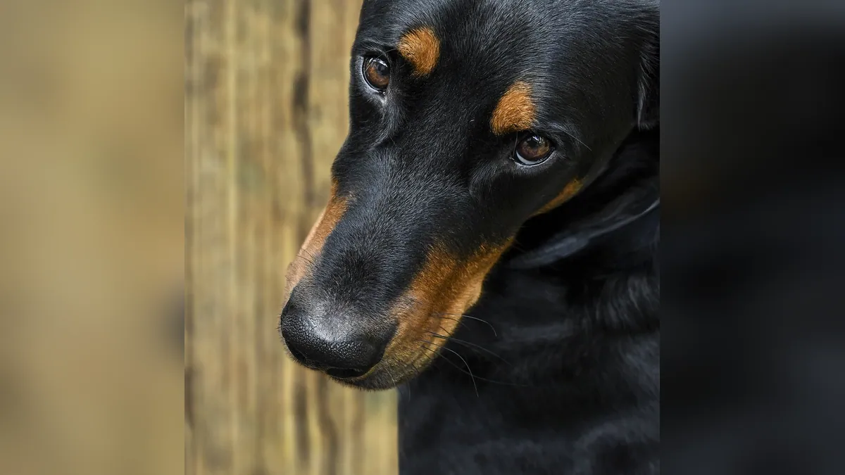 Hair Loss Around a Dog's Eyes: Causes and When to Worry