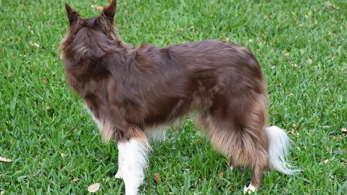 Dog Hair Loss: Causes, Home Care, and Diet Fixes