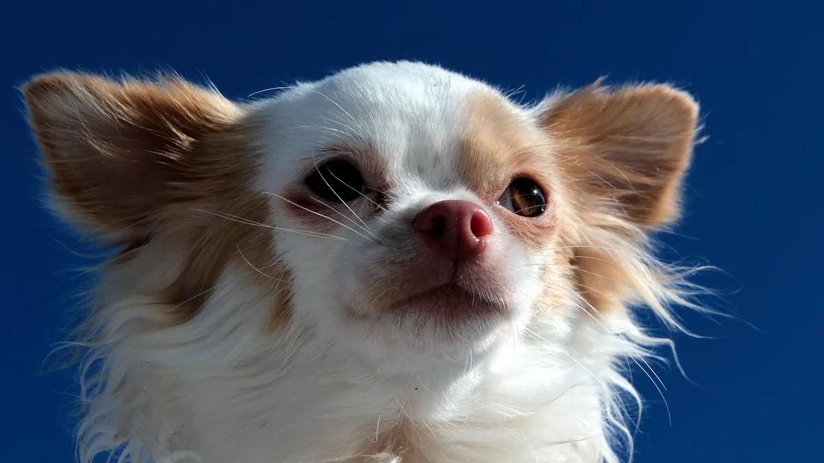 Yellow Crust and Hair Loss on Dog Skin: Causes and Care
