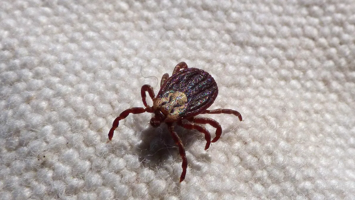 Dog Has a Tick: Removal, Risks, and Prevention