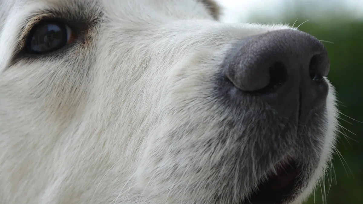 Lump on Your Dog's Head or Neck: Cancer or Benign?