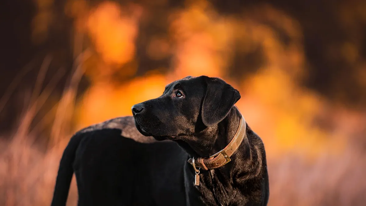 Dog Heat Cycle: How to Track Your Dog's Season