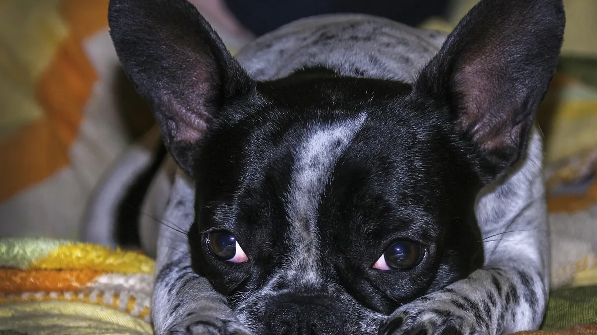 Dog Breathing Heavily at Night: Causes and When to Worry