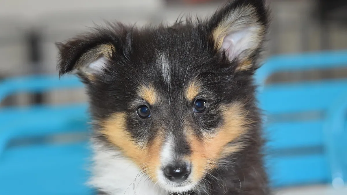 Dog Hemorrhoids or Anal Gland Trouble? What to Do