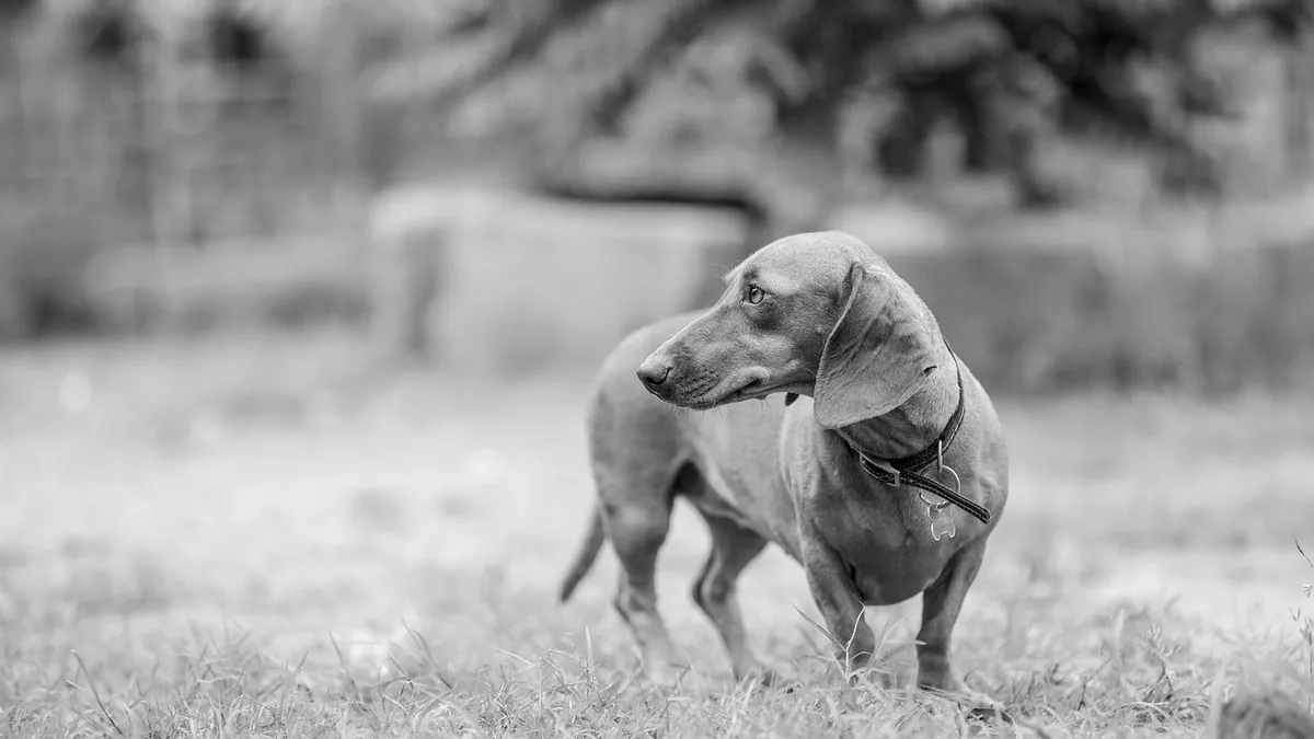 Why Does My Dog Get Hiccups After Eating?