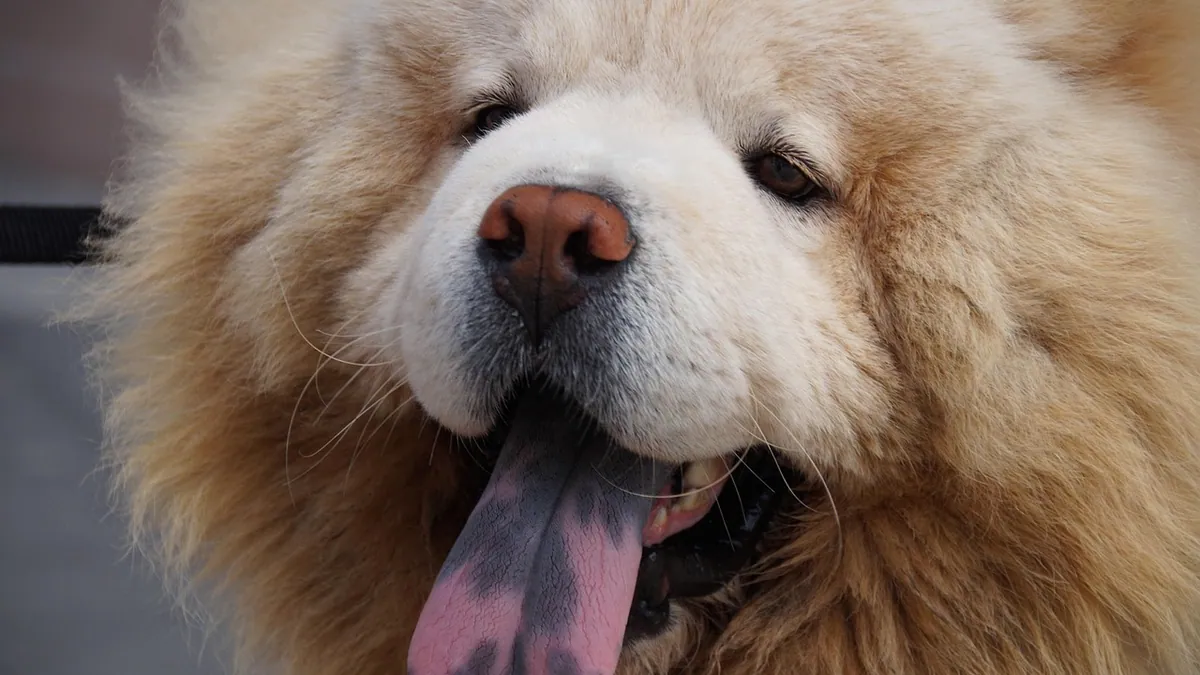 How Long Can a Dog Stay in a Hot Car? Heat Risk