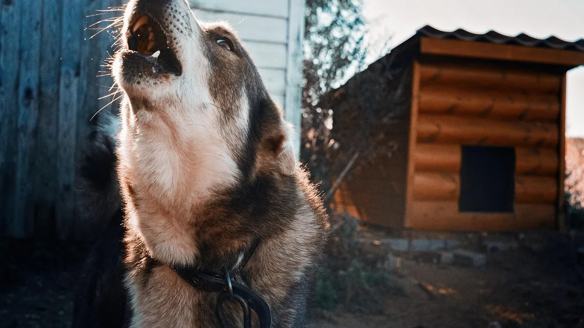 Why Dogs Howl and How to Stop Problem Howling