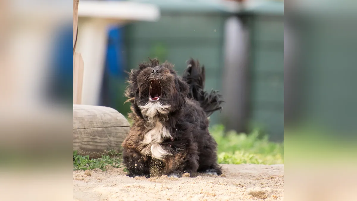 Why Is My Dog Howling?