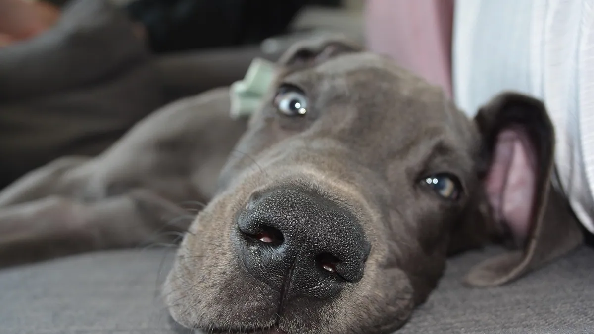 How to Care for a Dog in Heat: A First-Heat Guide