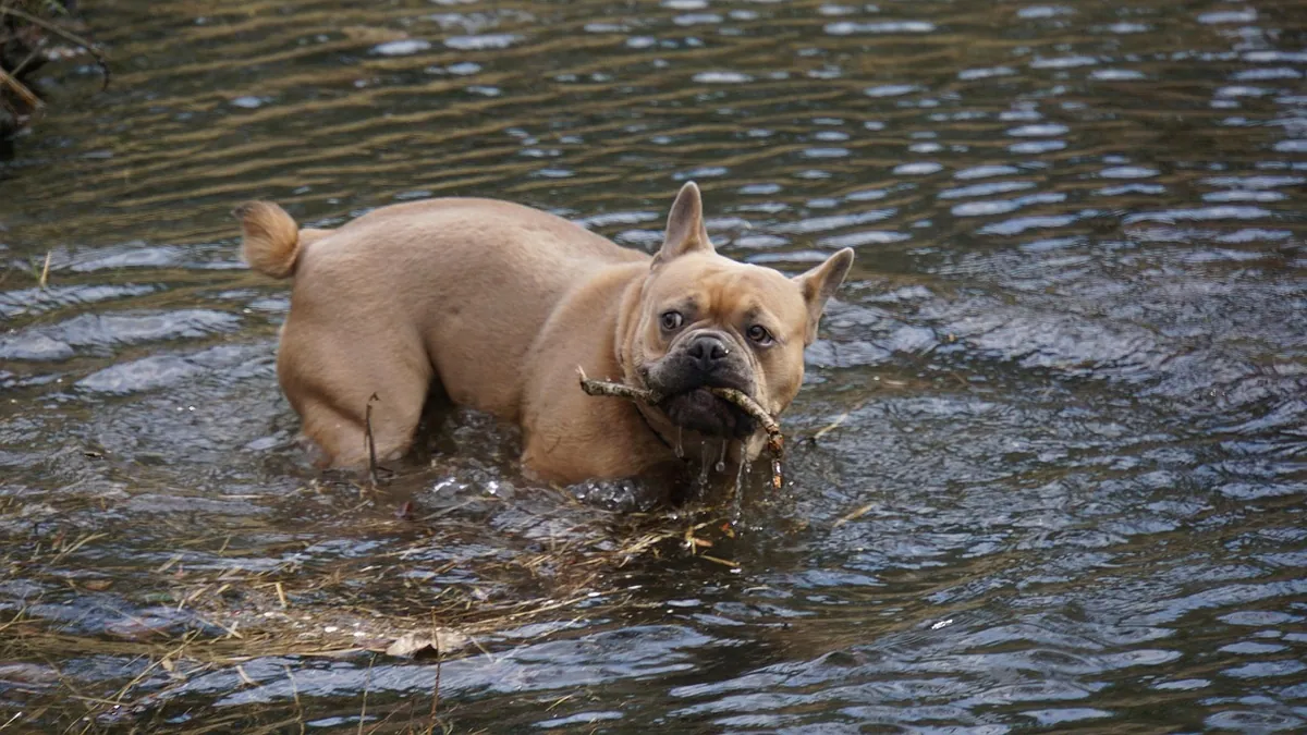 Incontinence in Dogs After Bladder Stone Surgery