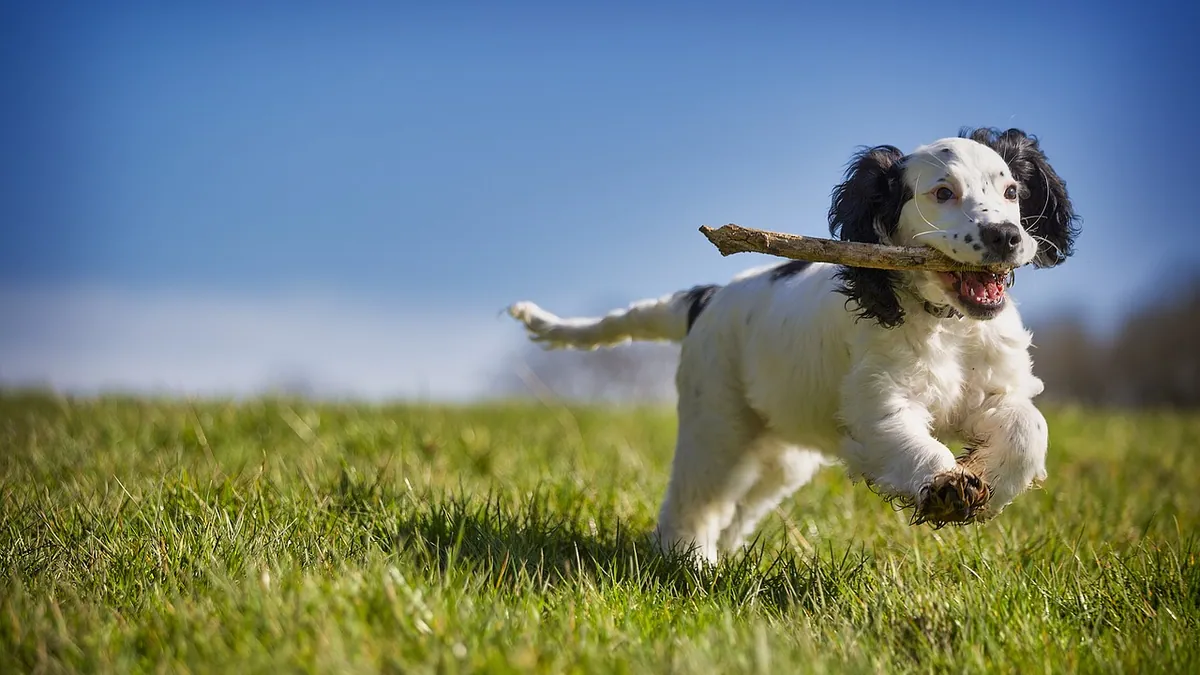 What Causes Indigestion in Dogs and How to Settle It