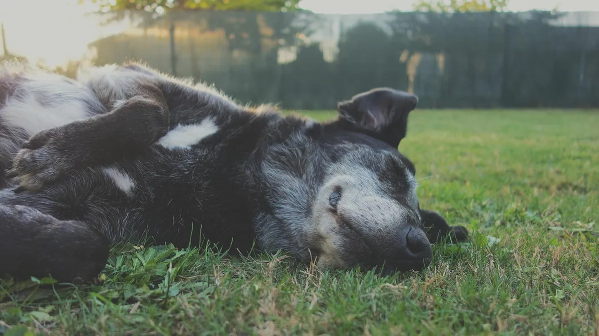 What Causes Inflammation in Dogs? Gut, Skin, and Glands