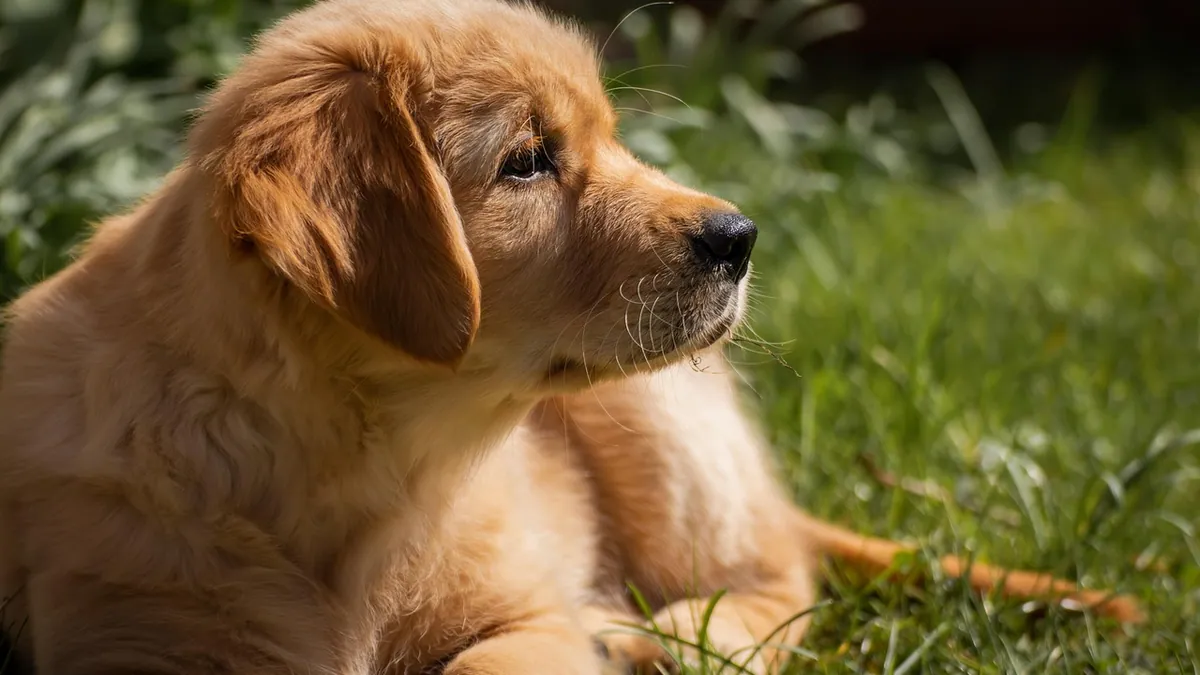 What Can I Give My Dog for Inflammation and Pain?