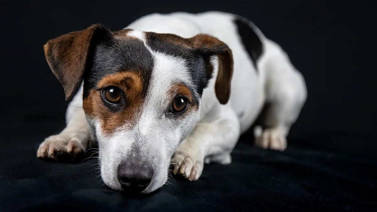 Dog Ingrown or Lost Toenail: What to Do and When to Vet