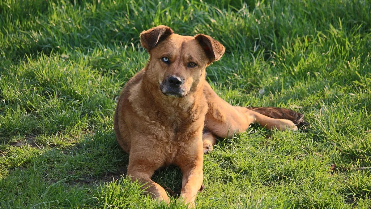Dog Stepped On or Kicked in the Pregnant Belly