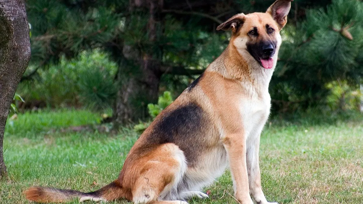 Why Is My Dog Itching the Same Spot? Causes and Relief