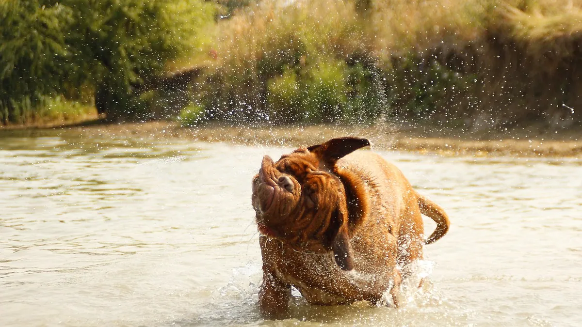 Why Is My Dog Itchy After a Bath? Causes and Fixes