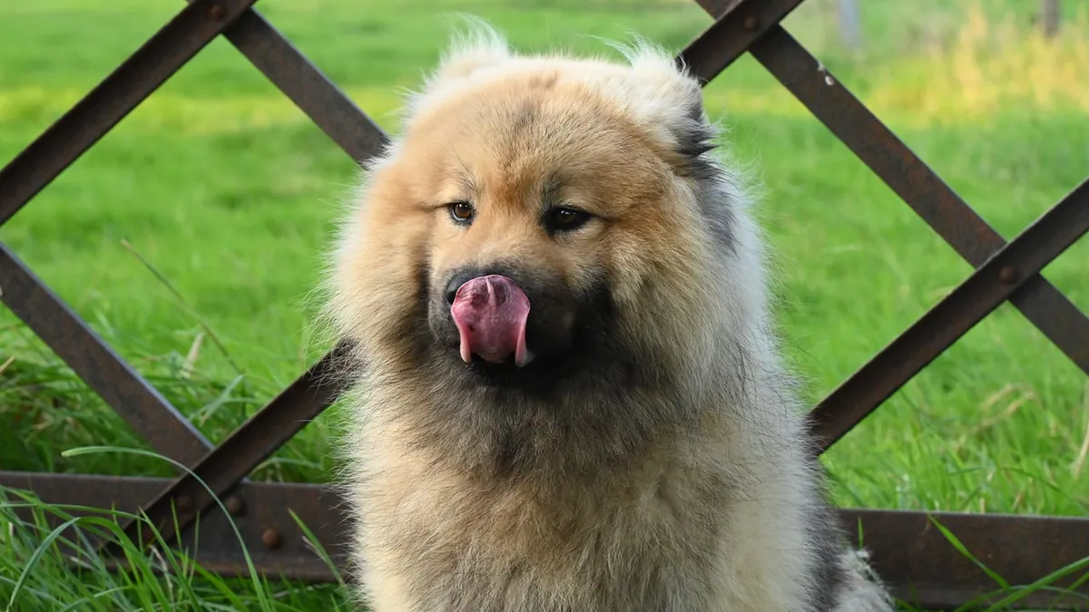 Dog Itchy Paws: Causes and How to Stop the Itching