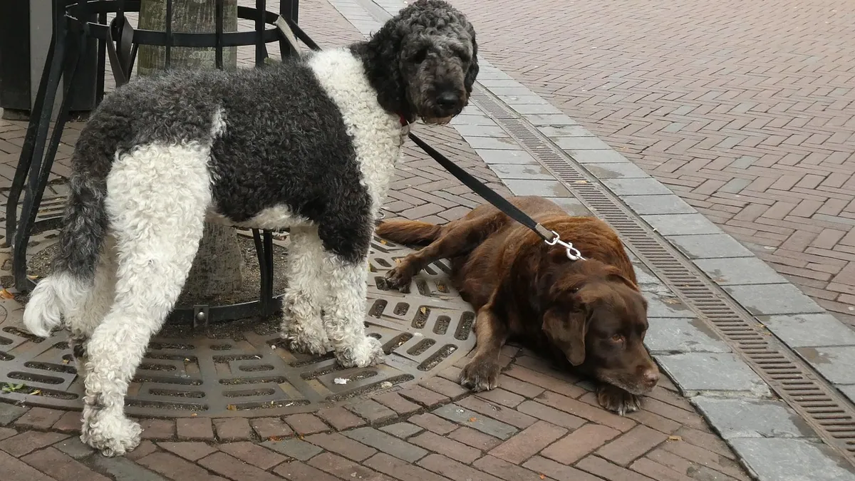 Are Dogs Jealous? Signs of Jealousy and How to Help