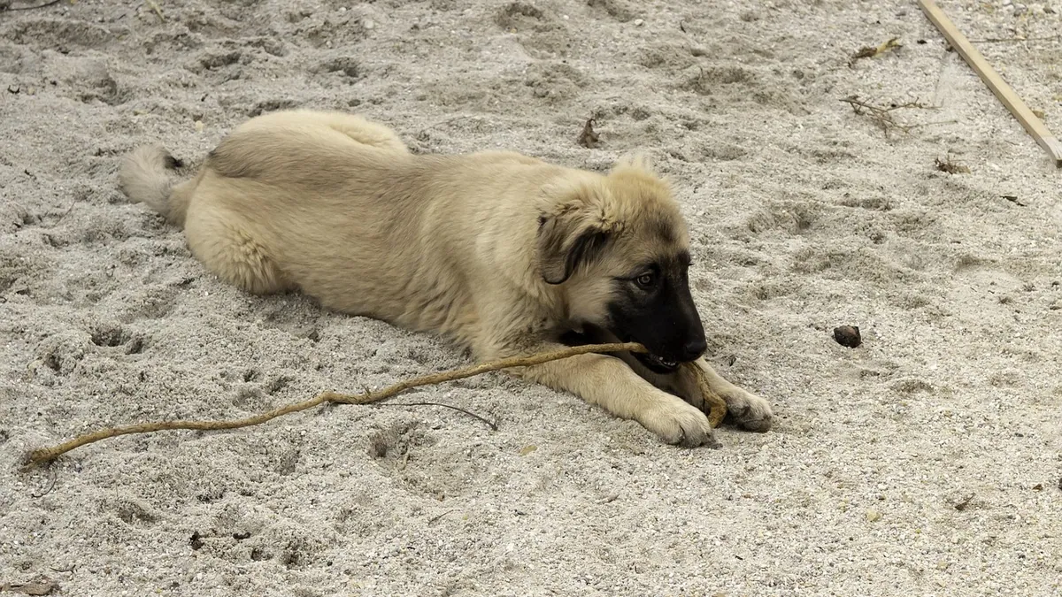 Lump on Your Dog's Joint or Wrist: Causes and Care
