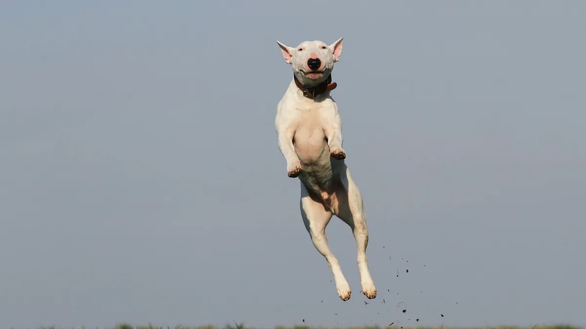 Dog Jumped After Surgery: Is It Dangerous?