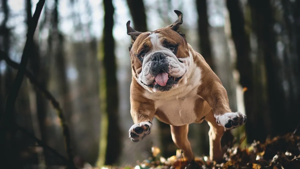 Dog Jumped on Pregnant Belly: Risks and What to Do