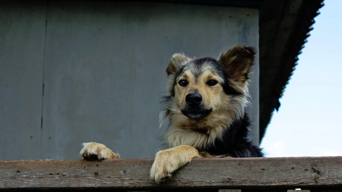 My Dog Keeps Jumping the Fence: How to Stop It