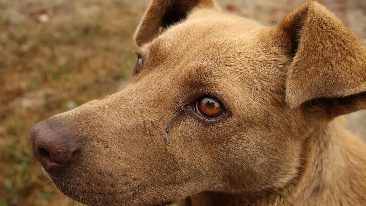 Why Does My Dog Keep Having Diarrhea? Causes and Next Steps