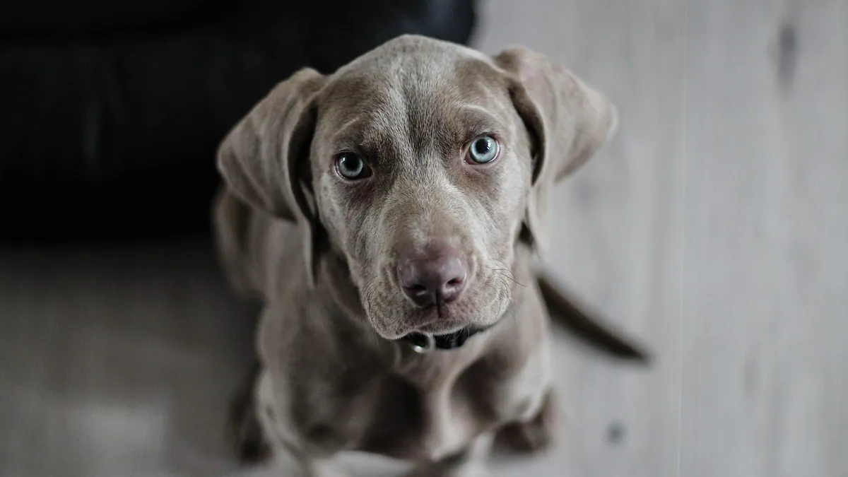 My Dog Keeps Peeing in the House: Causes and Fixes