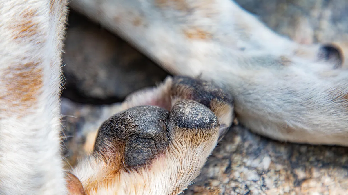 Keratin Buildup on Dog Skin and Paws: Causes and Treatment