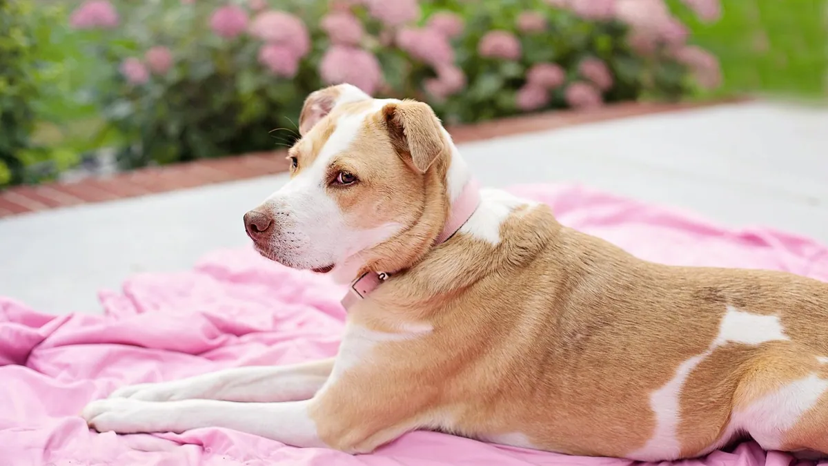 Why Does My Dog Keep Kicking His Back Leg?