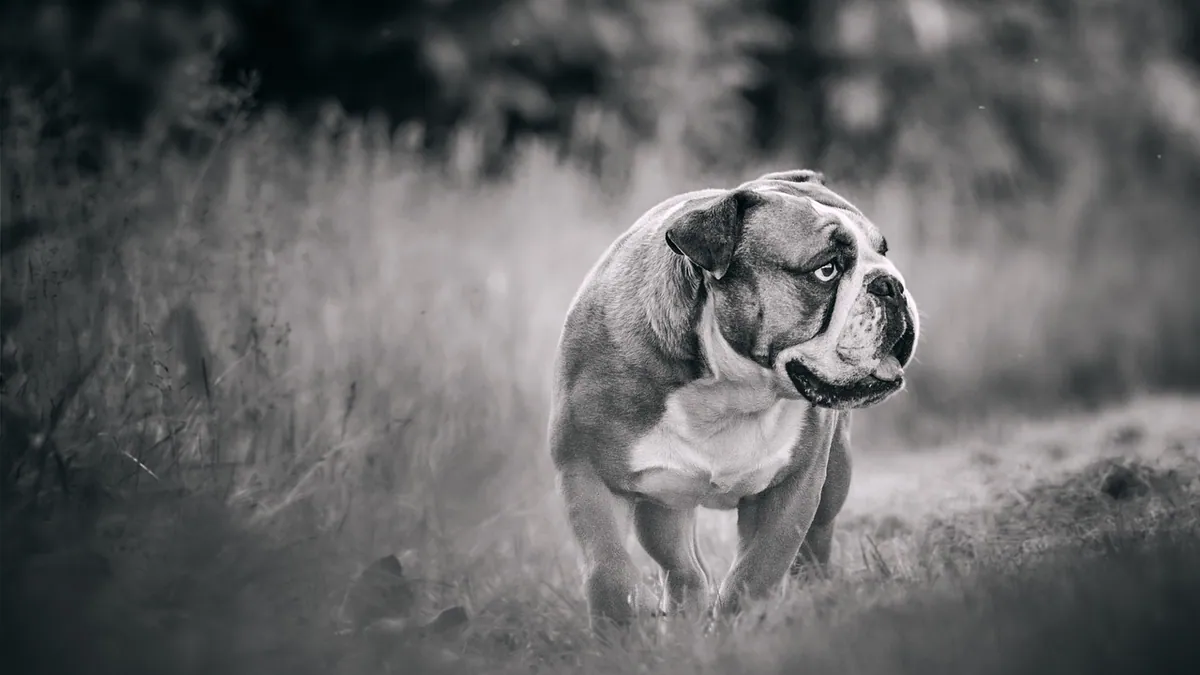 Incontinence and Constipation in Dogs With Kidney Disease