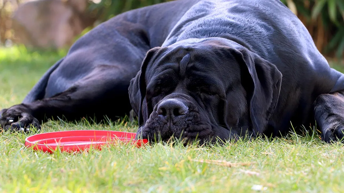 Dog Kidney Stones: Diet and Home Care