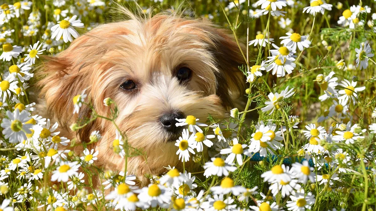 Kidney Tumors and Cysts in Dogs: Symptoms and Diagnosis