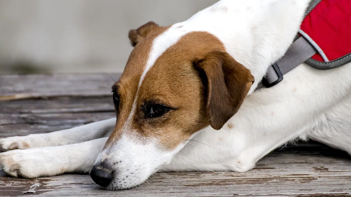 Dog Knee Injury: Treatment, Surgery, and Recovery