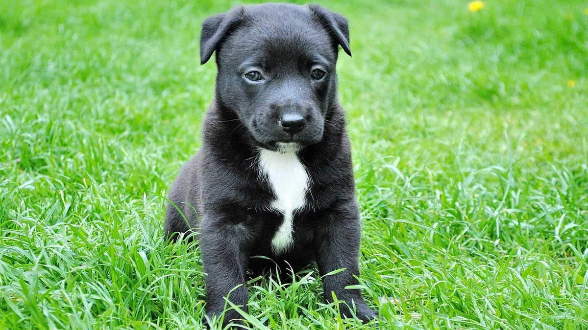 Green Discharge in Dog Labor: What It Means