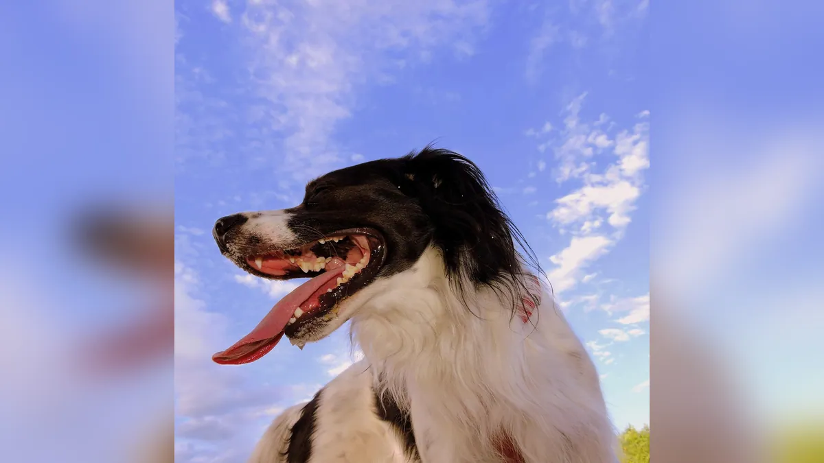 Dog Breathing Hard and Coughing: Causes and Urgency