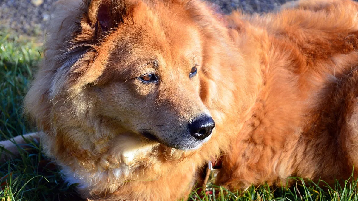 Laser Therapy for Dogs: Arthritis and Surgery Recovery