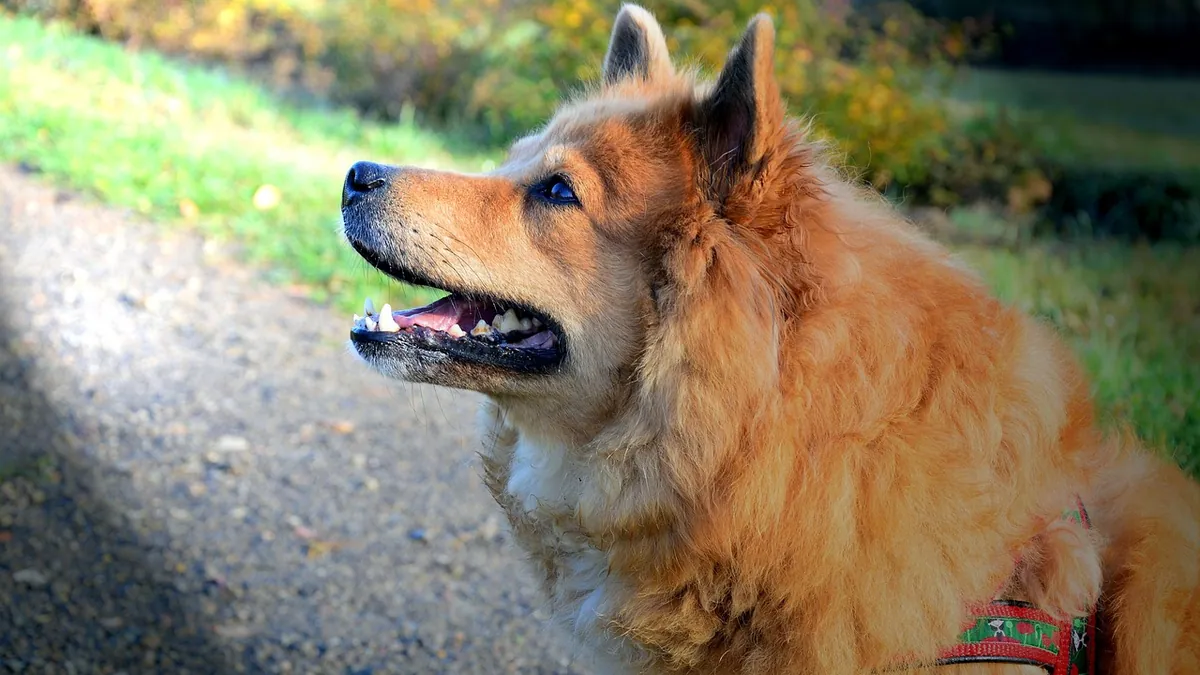 Laser Therapy Side Effects in Dogs: What to Know