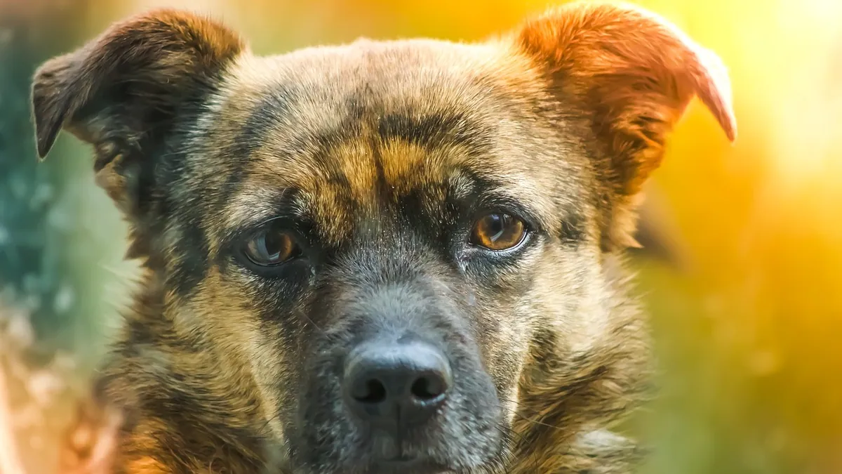Why Is My Dog Leaking Urine? Causes and When to Worry
