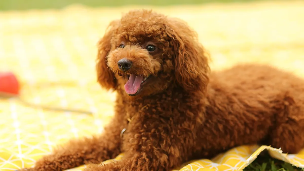 Dog Leaky Bladder Medicine: Drugs for Urinary Control