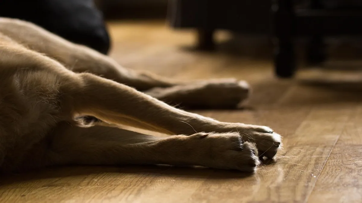 Lump on Your Dog's Leg, Knee, or Ankle