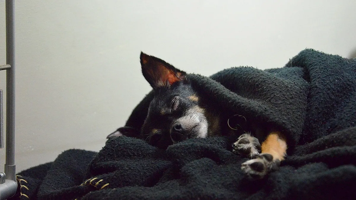 Dog Lethargic After Vaccines: Normal or a Warning Sign?