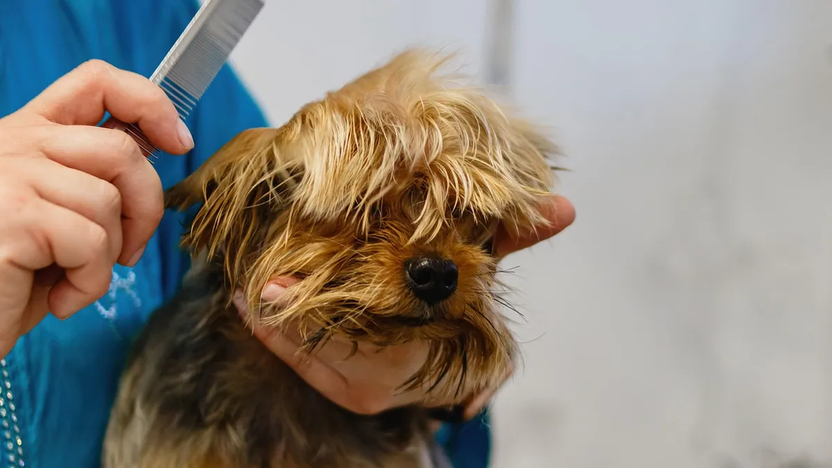 Dog Lice: How to Treat and Get Rid of Them