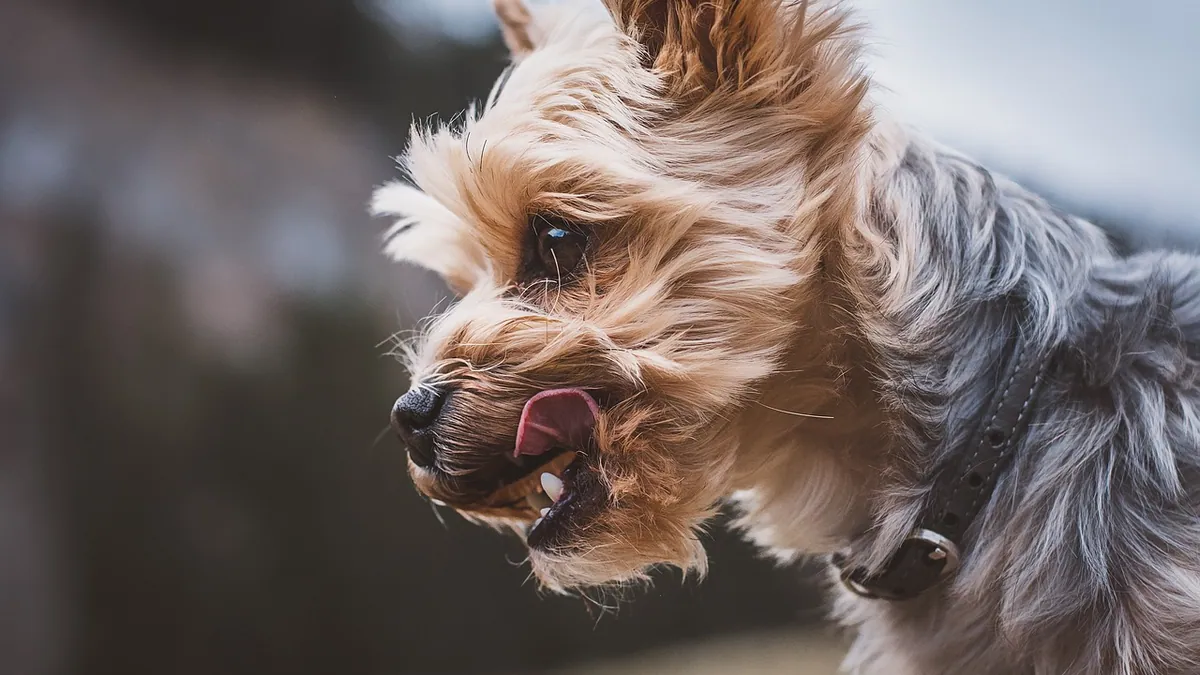 Why Is My Dog Licking the Air?