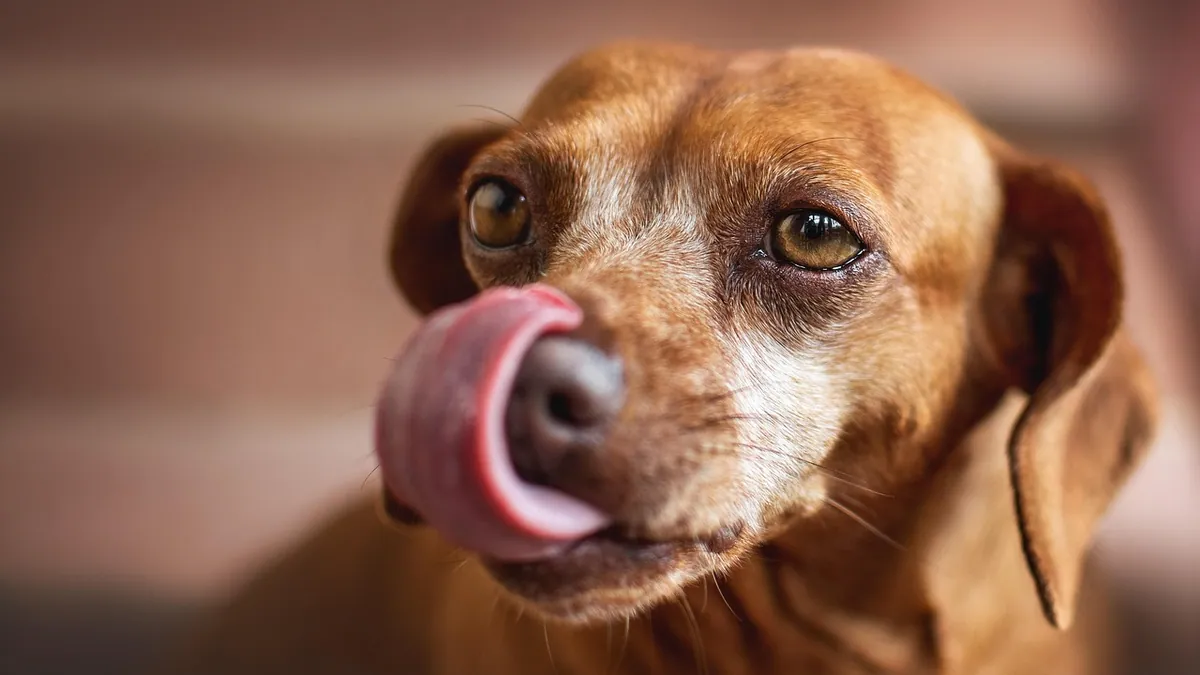 Why Is My Dog Licking Her Private Area So Much?